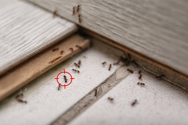 Best Cockroach Control Services  in Security Widefield, CO