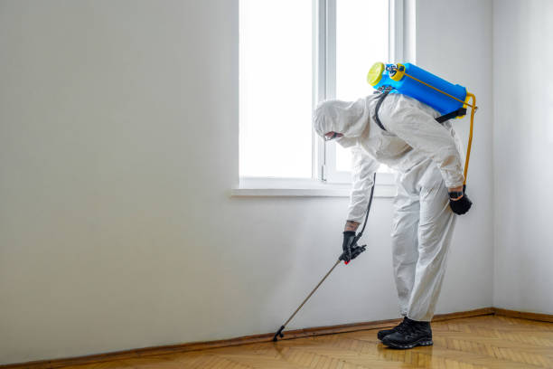 Best Rat Extermination Near Me  in Security Widefield, CO