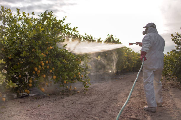 Best Wasp Removal Services  in Security Widefield, CO