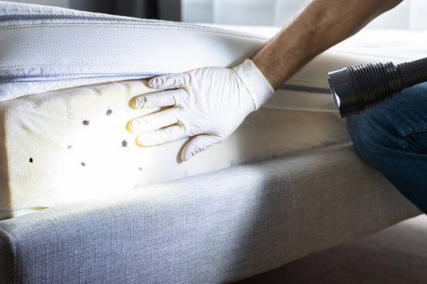 Pest Prevention Services in Security Widefield, CO