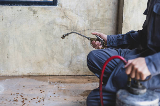 Best Local Pest Control Services  in Security Widefield, CO